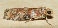 Sciota rubrisparsella