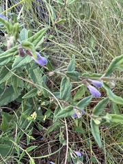 Scutellaria galericulata