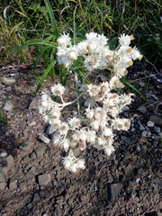 Anaphalis margaritacea