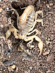 Paravaejovis spinigerus