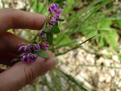 Lespedeza frutescens