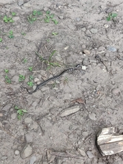 Nerodia sipedon sipedon