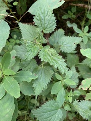 Urtica dioica