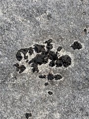 Lathagrium undulatum