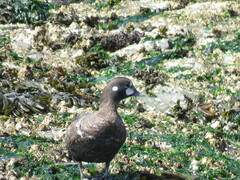 Histrionicus histrionicus