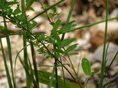 Lespedeza frutescens