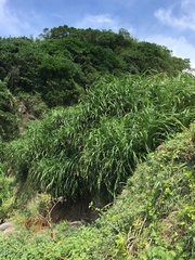 Pandanus odorifer
