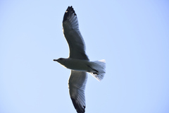 Larus delawarensis