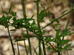 Lespedeza frutescens