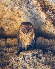 Tyto alba punctatissima