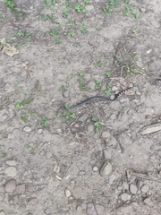 Nerodia sipedon sipedon