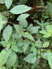 Urtica dioica