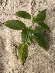 Mentha spicata