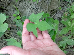 Ipomoea cordatotriloba