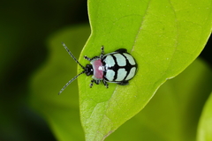Alagoasa scissa