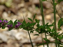 Lespedeza frutescens