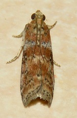 Sciota rubrisparsella