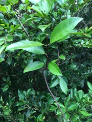 Anodendron affine