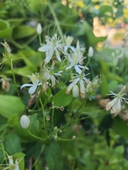 Clematis terniflora
