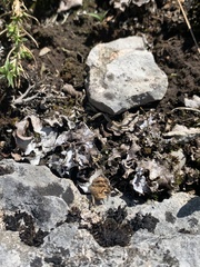 Peltigera rufescens