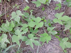 Ipomoea cordatotriloba