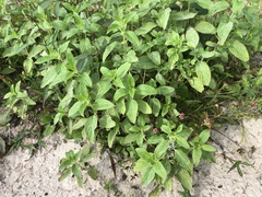 Mentha spicata