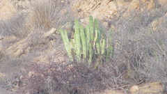 Lophocereus schottii