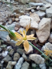 Echeandia flavescens