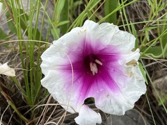 Ipomoea longifolia