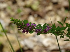 Lespedeza frutescens