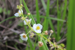 Sagittaria brevirostra