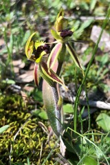 Caladenia toxochila