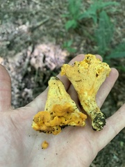 Cantharellus lateritius