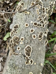 Trametes versicolor