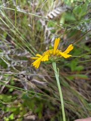 Balduina uniflora