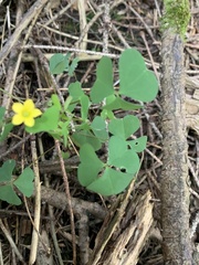 Oxalis stricta