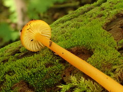 Hygrocybe cantharellus