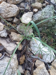 Echeandia flavescens