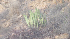 Lophocereus schottii