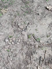 Nerodia sipedon sipedon