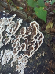 Trametes versicolor