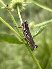 Paroxya atlantica