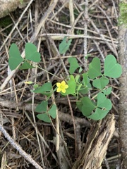 Oxalis stricta