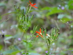 Silene regia