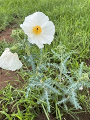 Argemone pleiacantha