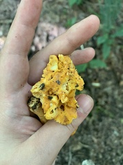 Cantharellus lateritius
