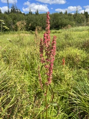 Rumex britannica