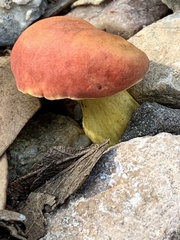 Hortiboletus