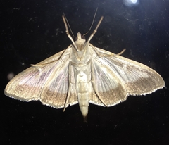 Cydalima perspectalis