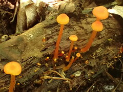 Hygrocybe cantharellus
